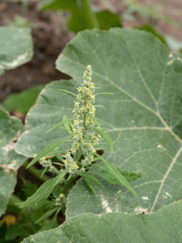 Chénopode blanc(Chenopodium album)_25