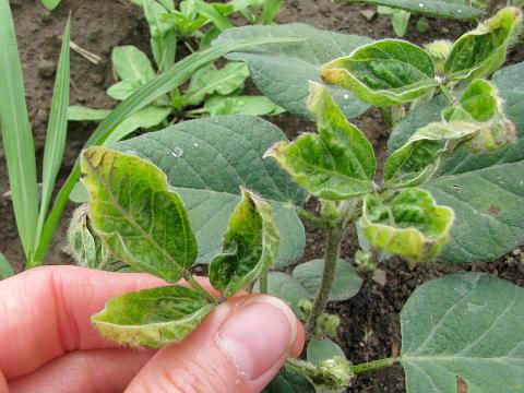 Soya - dicamba (4)_1