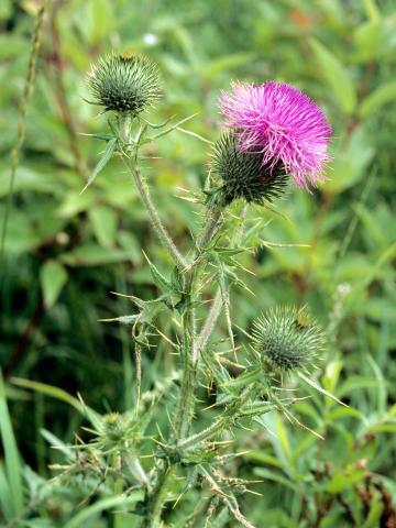 Chardon vulgaire(Cirsium vulgare)_6