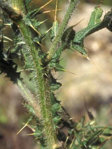 Chardon vulgaire(Cirsium vulgare)_10