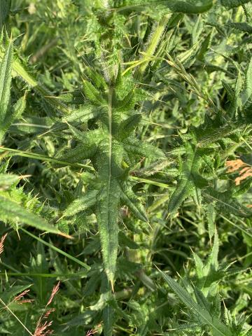 Chardon vulgaire(Cirsium vulgare)_14