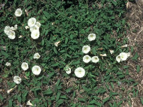 Liseron champs (Convolvulus arvensis)_4