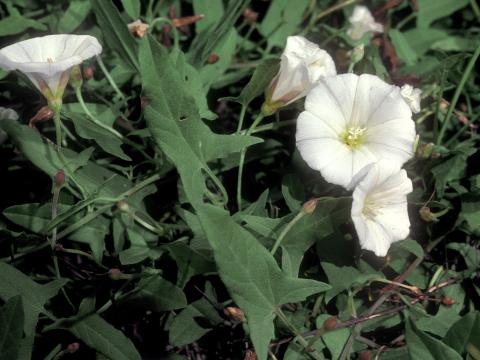 Liseron champs (Convolvulus arvensis)_5