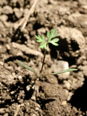 Carotte sauvage(Daucus carota)_1