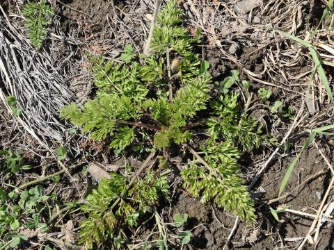 Carotte sauvage(Daucus carota)_13