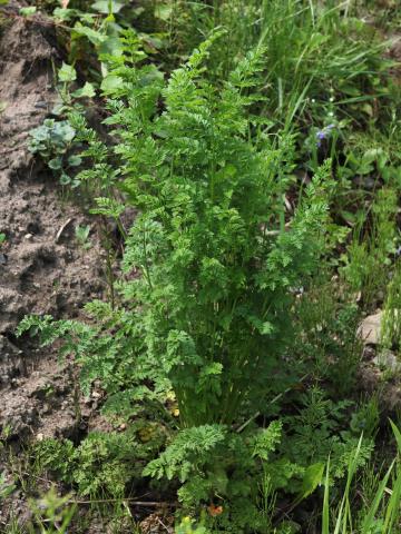 Carotte sauvage(Daucus carota)_14