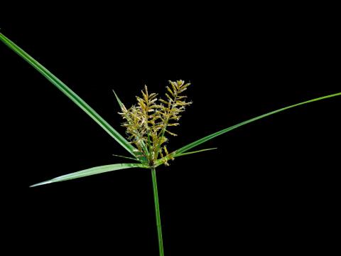 Souchet comestible(Cyperus esculentus)_9