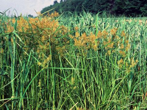 Souchet comestible(Cyperus esculentus)_11