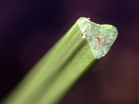 Souchet comestible(Cyperus esculentus)_13