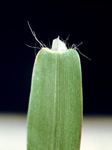 Digitaire astringente(Digitaria ischaemum)_7