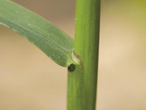 Digitaire astringente(Digitaria ischaemum)_12