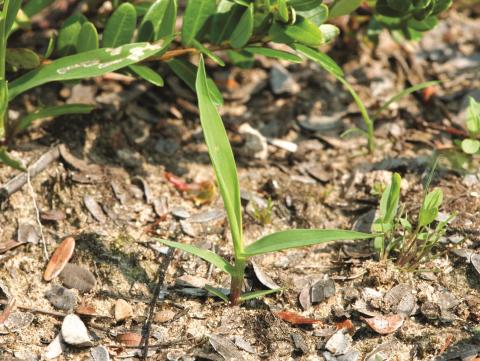 Digitaire astringente(Digitaria ischaemum)_13