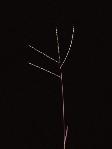 Digitaire astringente(Digitaria ischaemum)_17