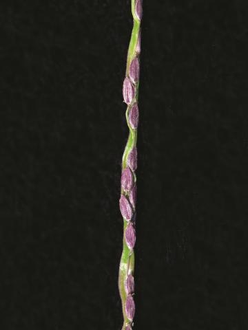 Digitaire astringente(Digitaria ischaemum)_18