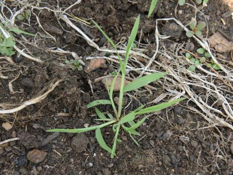 Digitaire astringente(Digitaria ischaemum)_24