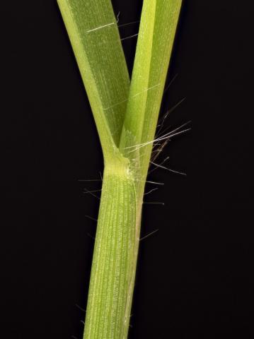 Digitaire astringente(Digitaria ischaemum)_25