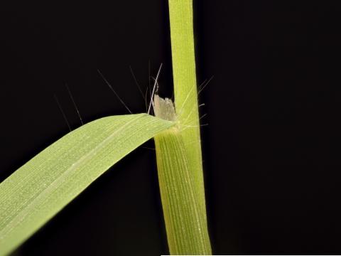 Digitaire astringente(Digitaria ischaemum)_26