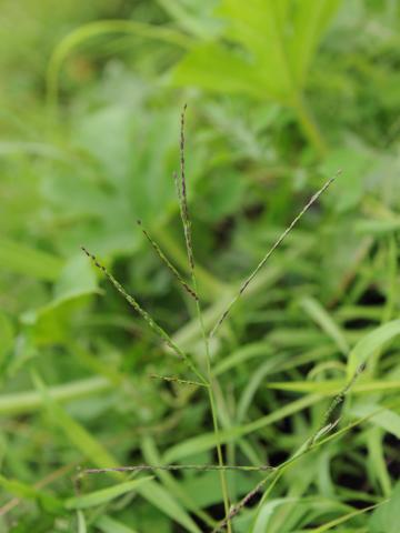 Digitaire astringente(Digitaria ischaemum)_27