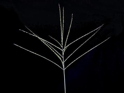 Digitaire sanguine(Digitaria sanguinalis)_6