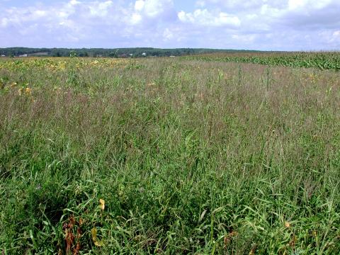 Digitaire sanguine(Digitaria sanguinalis)_10