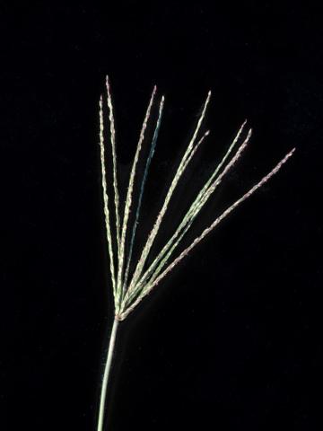 Digitaire sanguine(Digitaria sanguinalis)_11