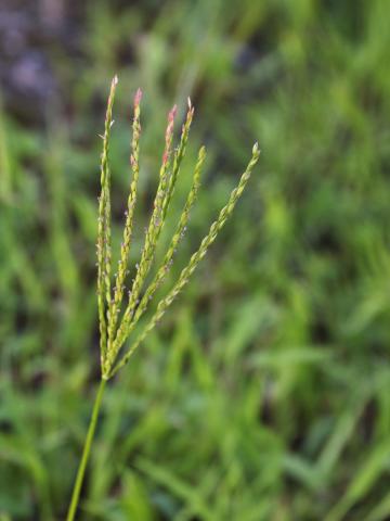 Digitaire sanguine(Digitaria sanguinalis)_26