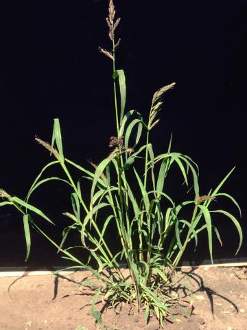 Pied-de-coq(Echinochloa crus-galli)_4