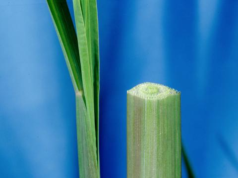 Pied-de-coq(Echinochloa crus-galli)_7