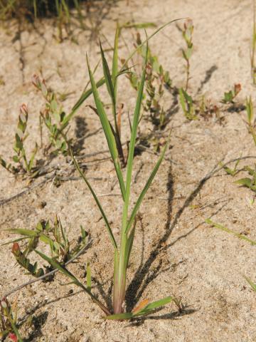 Pied-de-coq(Echinochloa crus-galli)_8