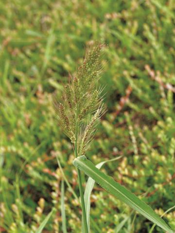 Pied-de-coq(Echinochloa crus-galli)_9