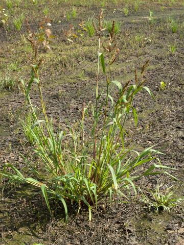 Pied-de-coq(Echinochloa crus-galli)_11