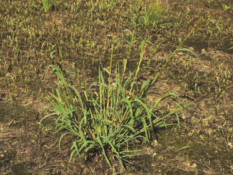 Pied-de-coq(Echinochloa crus-galli)_12