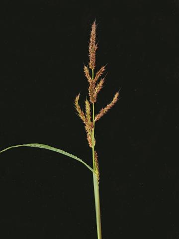 Pied-de-coq(Echinochloa crus-galli)_15