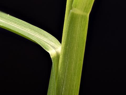 Pied-de-coq(Echinochloa crus-galli)_24