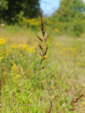 Pied-de-coq(Echinochloa crus-galli)_26