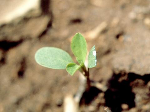 Euphorbe réveille-matin (Euphorbia helioscopia)_2