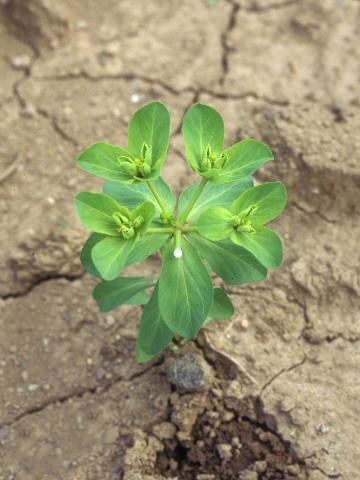 IEuphorbe réveille-matin (Euphorbia helioscopia)_10