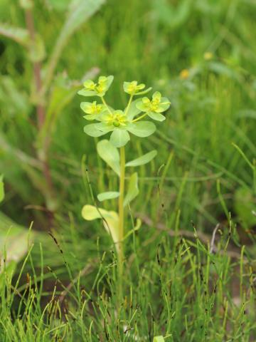 Euphorbe réveille-matin (Euphorbia helioscopia)_20