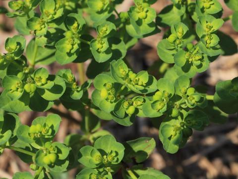 Euphorbe réveille-matin (Euphorbia helioscopia)_21