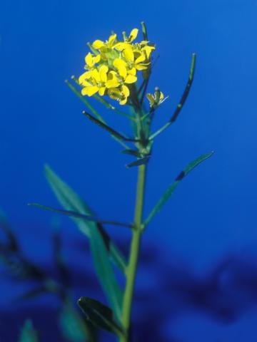 Vélar fausse-giroflée(Erysimum cheiranthoides)_9