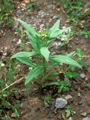 Vélar fausse-giroflée(Erysimum cheiranthoides)_10