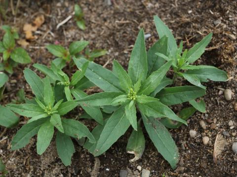 Vélar fausse-giroflée(Erysimum cheiranthoides)_14