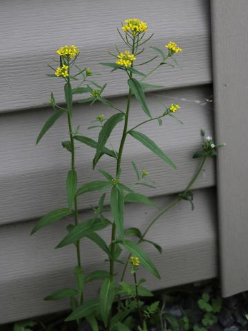 Vélar fausse-giroflée(Erysimum cheiranthoides)_17