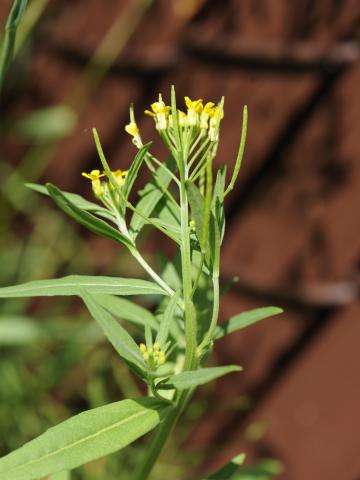 Vélar fausse-giroflée(Erysimum cheiranthoides)_19