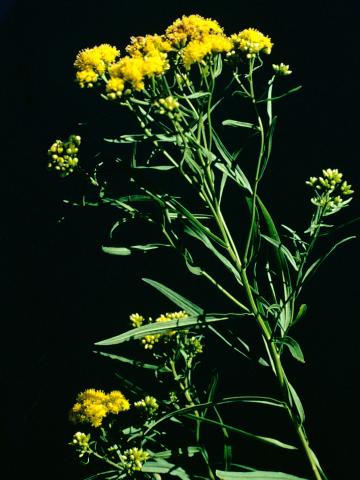 Verge d'or à feuilles de graminée(Euthamia graminifolia)_4