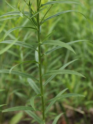 Verge d'or à feuilles de graminée(Euthamia graminifolia)_22