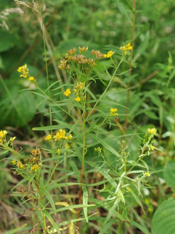 Verge d'or à feuilles de graminée(Euthamia graminifolia)_25