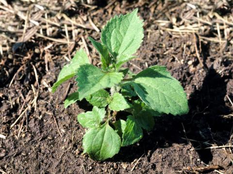 Galinsoga cilié (Galinsoga quadriradiata)_4