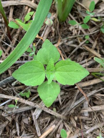 Galinsoga cilié (Galinsoga quadriradiata)_12