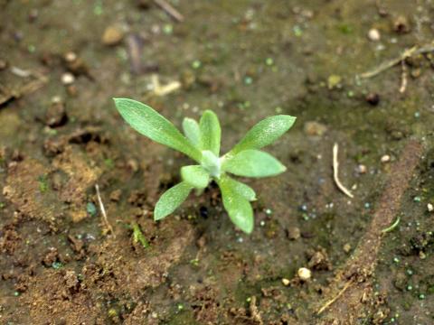 Gnaphale des vases (Gnaphalium uliginosum)_2